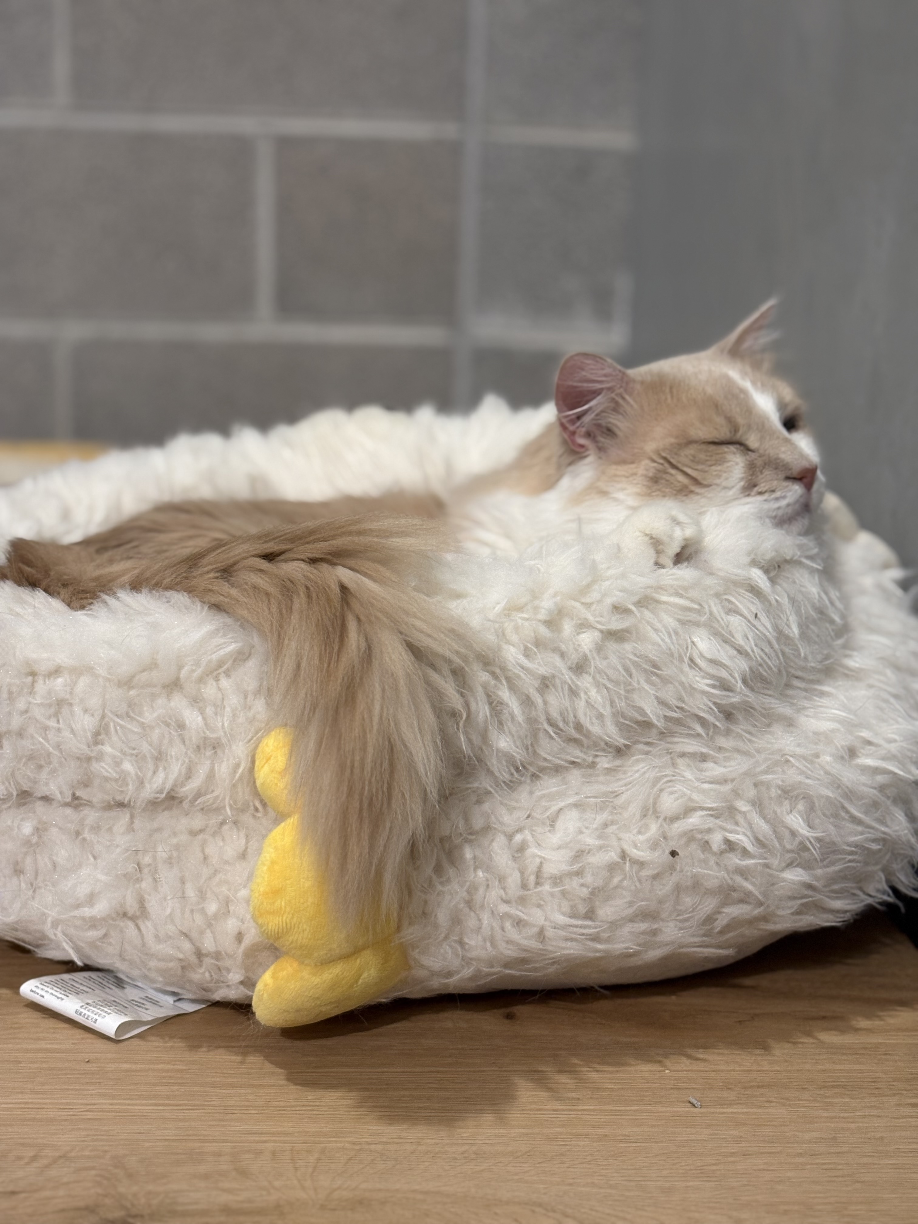A very fluffy orange and white cat in a cat bed