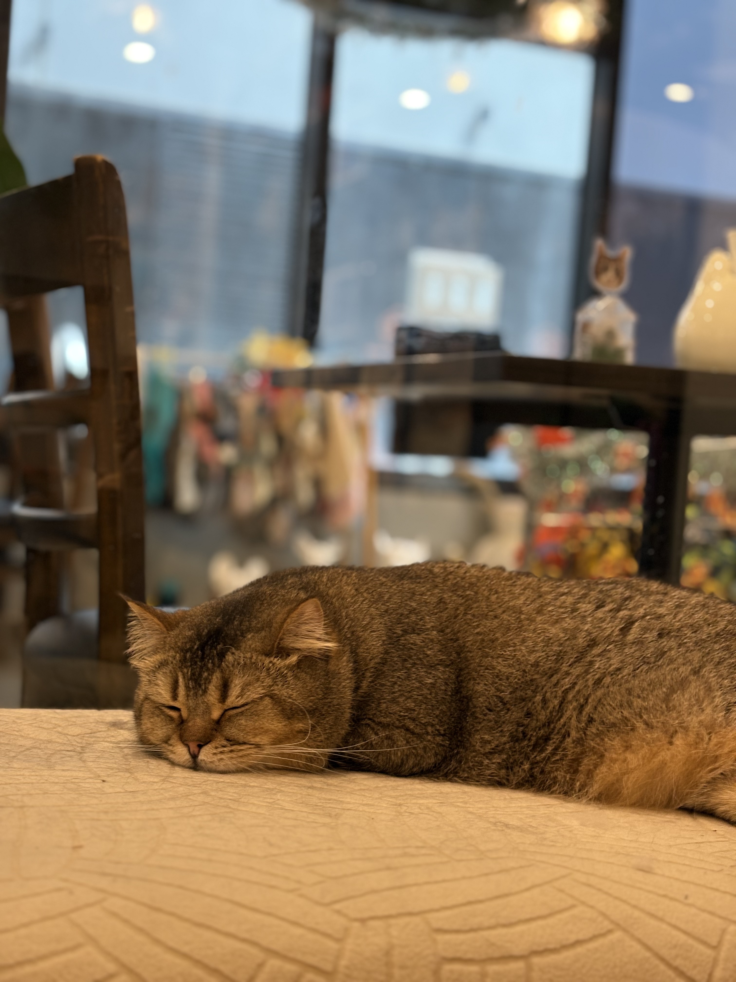A brown tabby British Shorthair