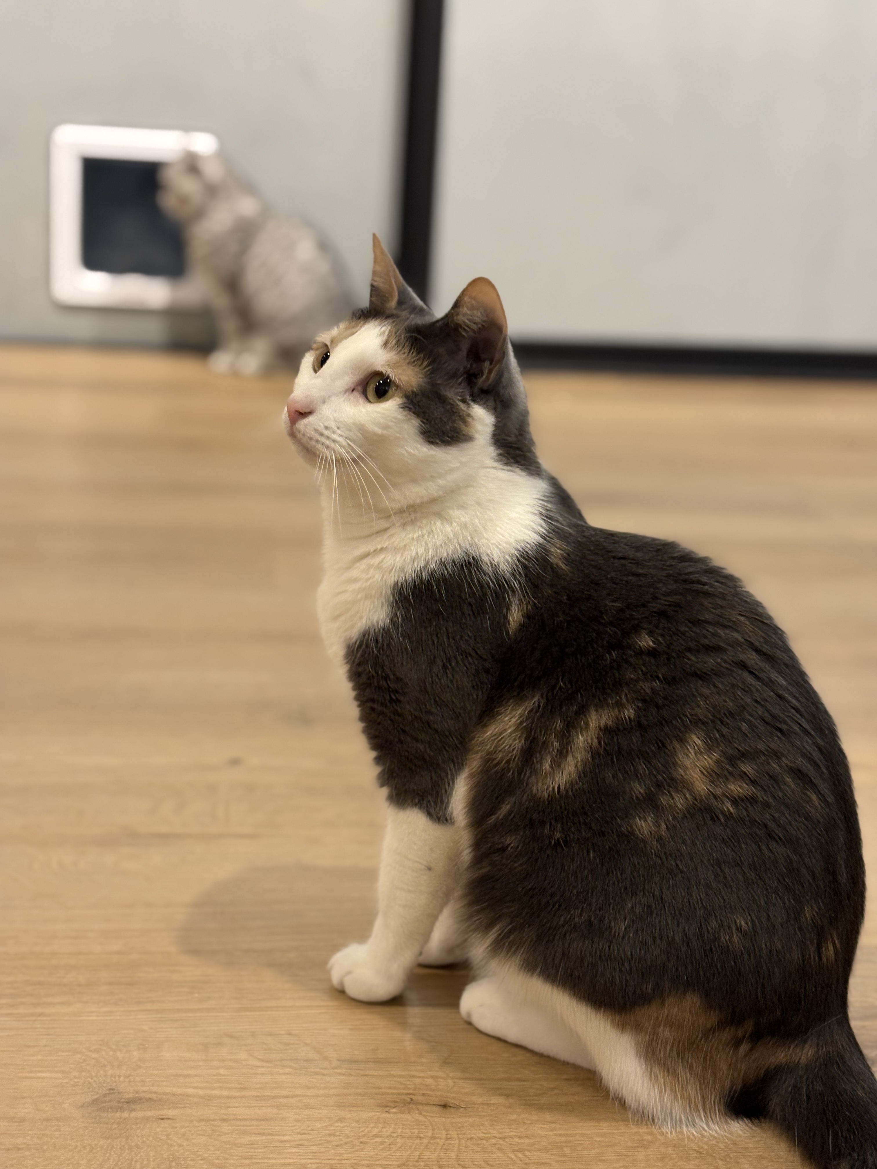 A tortoiseshell and white domestic shorthair cat