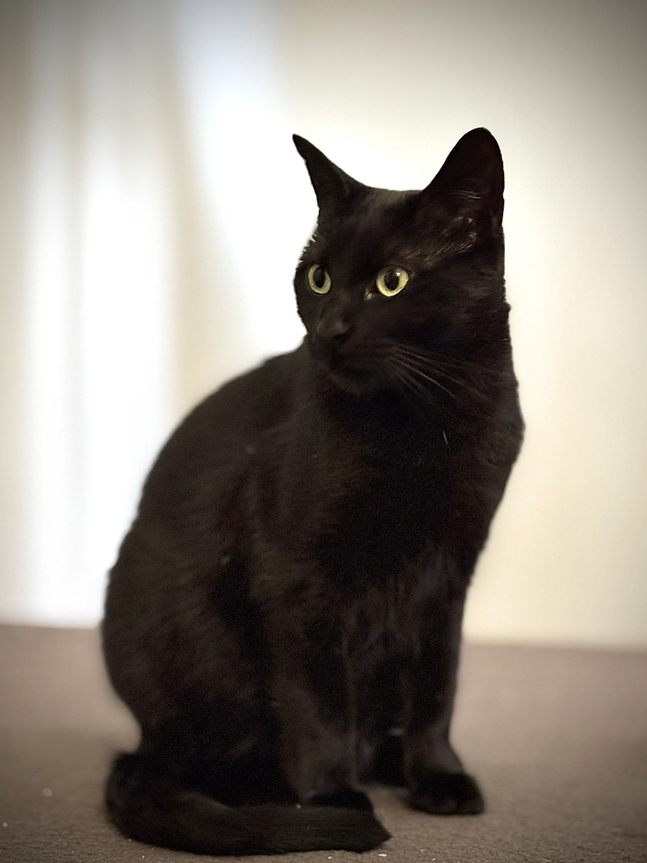 A black cat